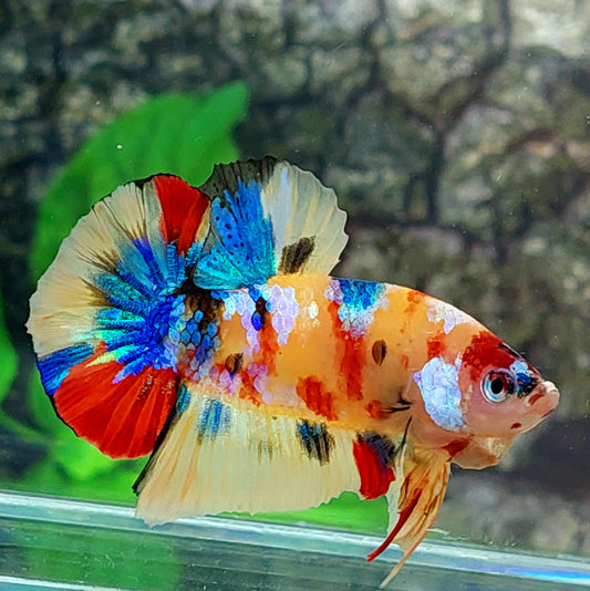 Yellowbase Multicolor Galaxy HMPK Male
