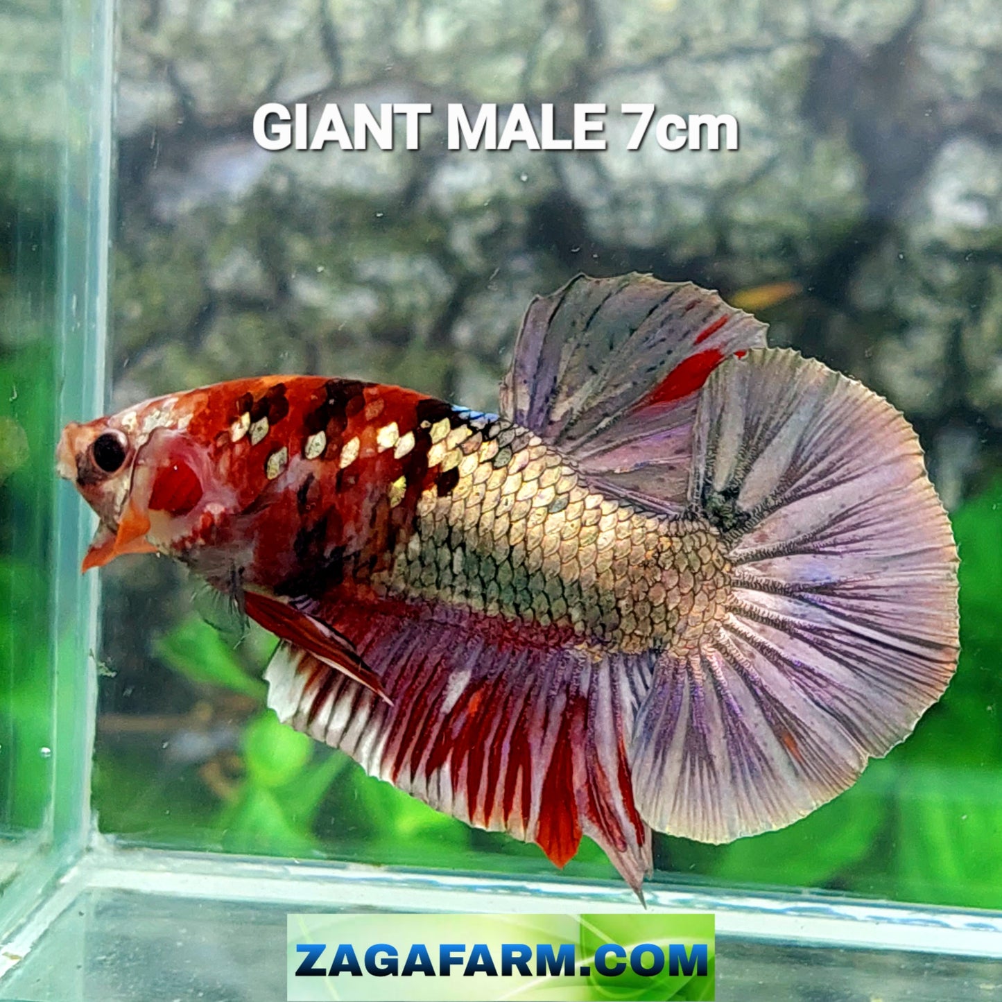 Multicolor Naranja Koi GIGANTE HMPK Macho