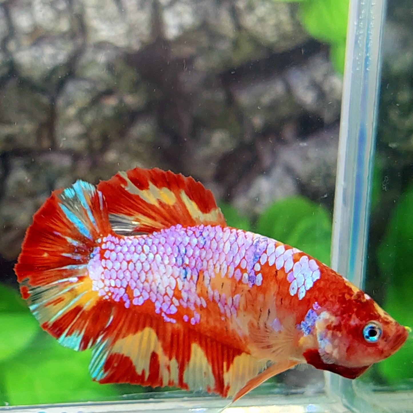 Multicolor Naranja Koi GIGANTE HMPK Macho
