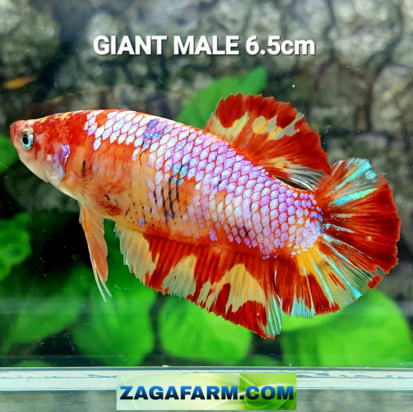 Multicolor Naranja Koi GIGANTE HMPK Macho