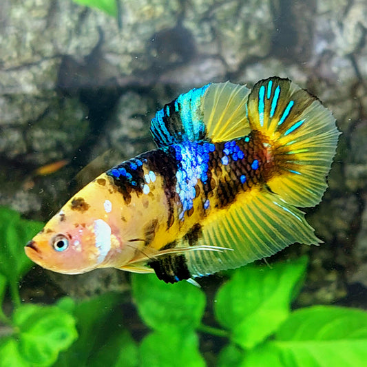 Yellow Tiger Galaxy GIANT HMPK Male