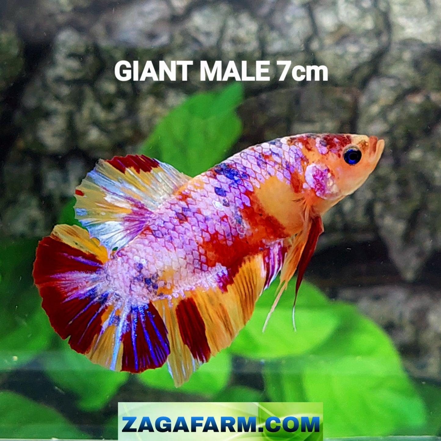 マルチカラー オレンジ コイ GIANT HMPK オス