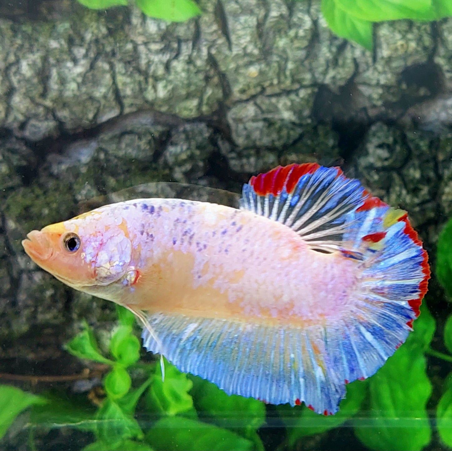 Multicolor Naranja Koi GIGANTE HMPK Macho