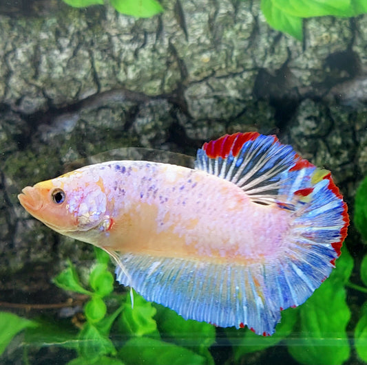 Pink Purple Skyblue GIANT HMPK Male