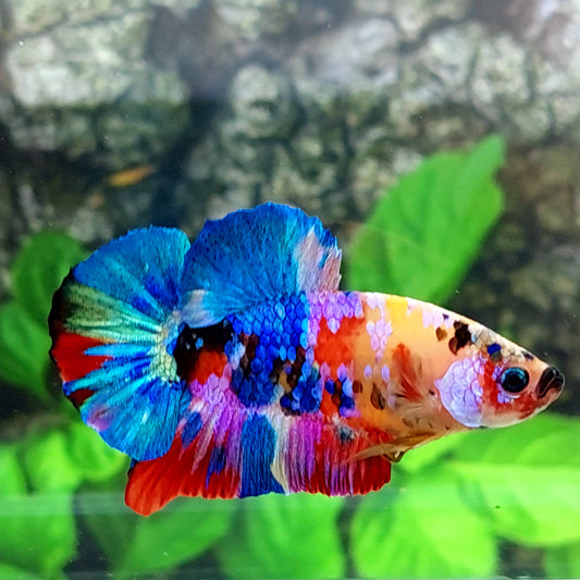 Multicolor Rainbow Galaxy HMPK Male