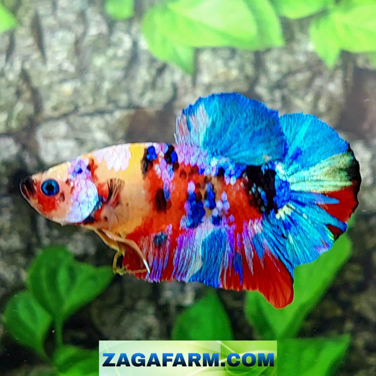 Multicolor Rainbow Galaxy HMPK Male