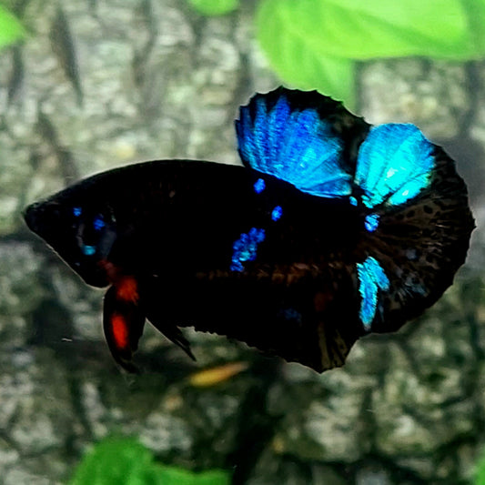 Black Blue Star Galaxy HMPK Male