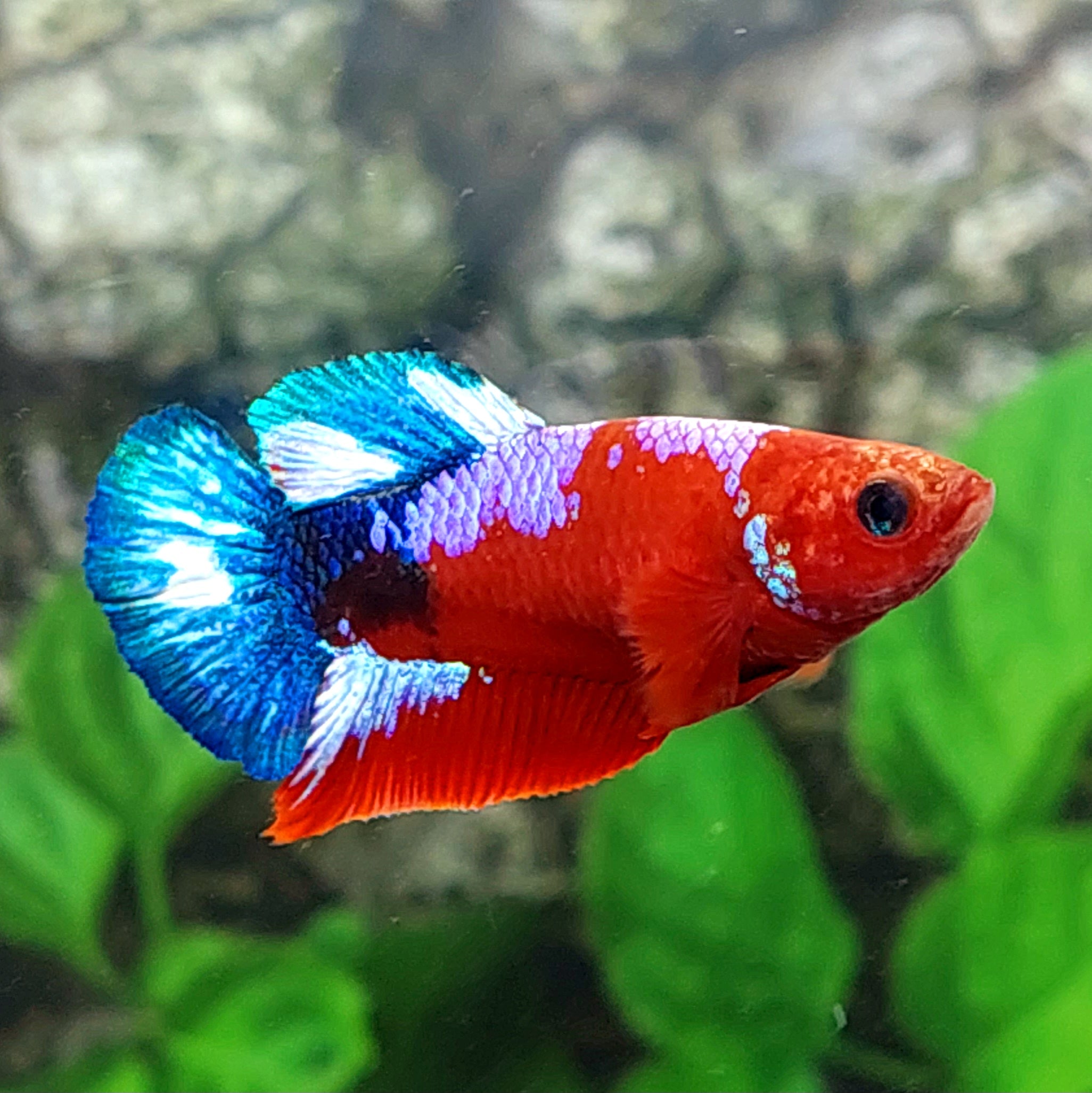 Live Female Betta Fish – Red HellBoy Stars HMPK Variety, Great For Sorority Tanks