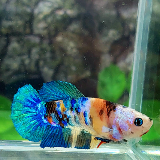 Yellowbase Multicolor Galaxy HMPK Female For Sorority Tank/Breed