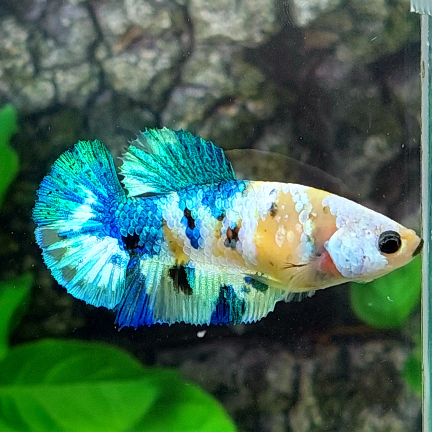 Amarillo cobre púrpura Koi Galaxy HMPK hembra para hermandad de mujeres tanque/raza