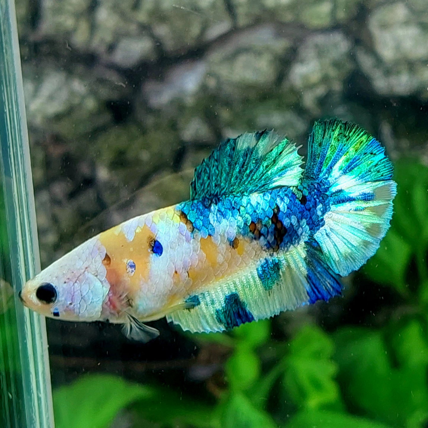 Amarillo cobre púrpura Koi Galaxy HMPK hembra para hermandad de mujeres tanque/raza