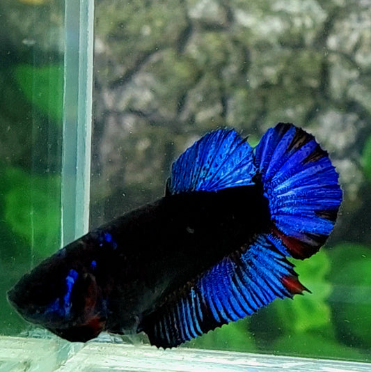 Black Blue Light Star Galaxy HMPK Female For Sorority Tank/Breed