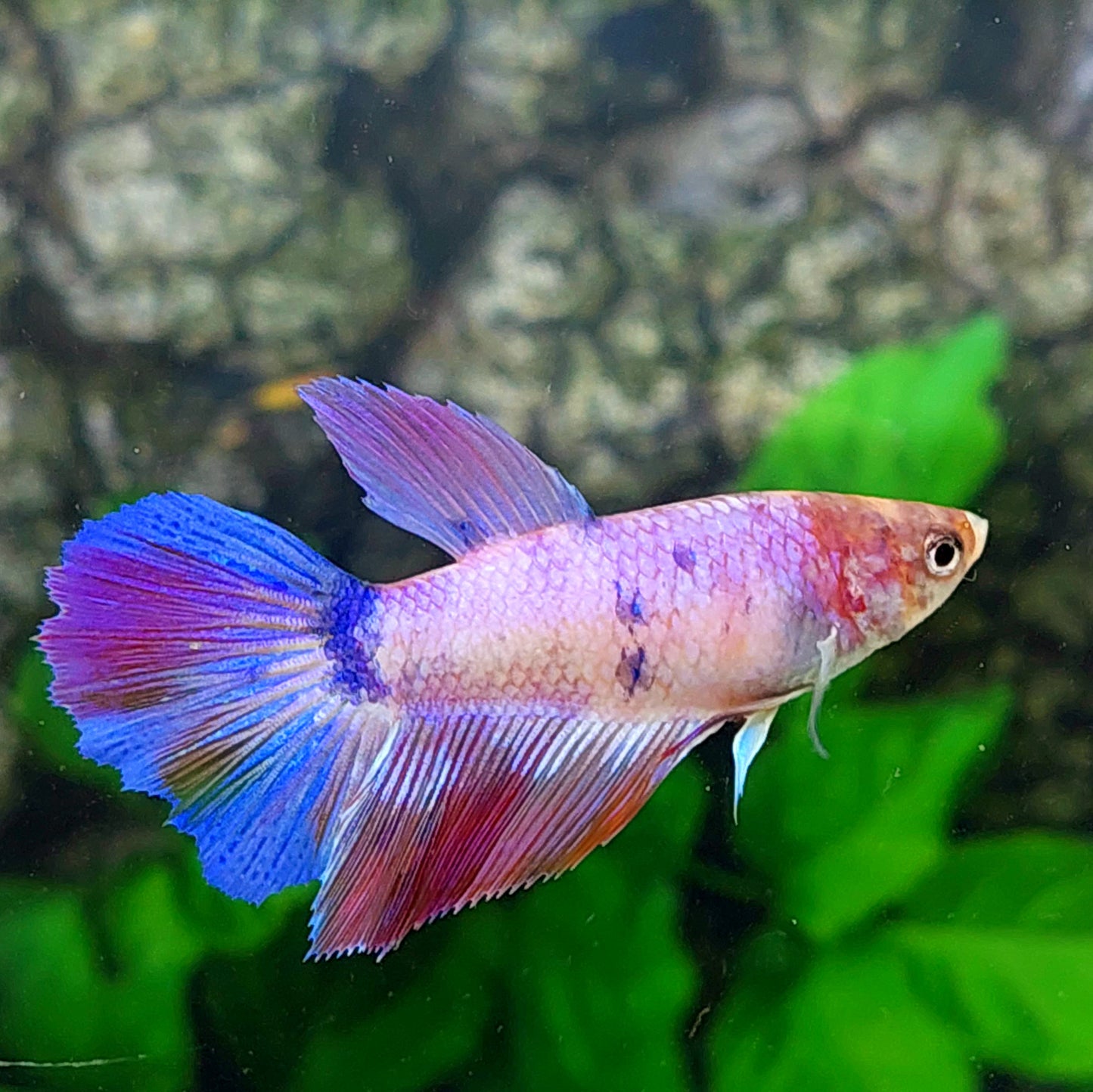 Hembra de media luna rosa y púrpura para tanque/raza de hermandad