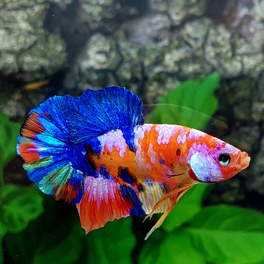 Multicolor Galaxy HMPK Male