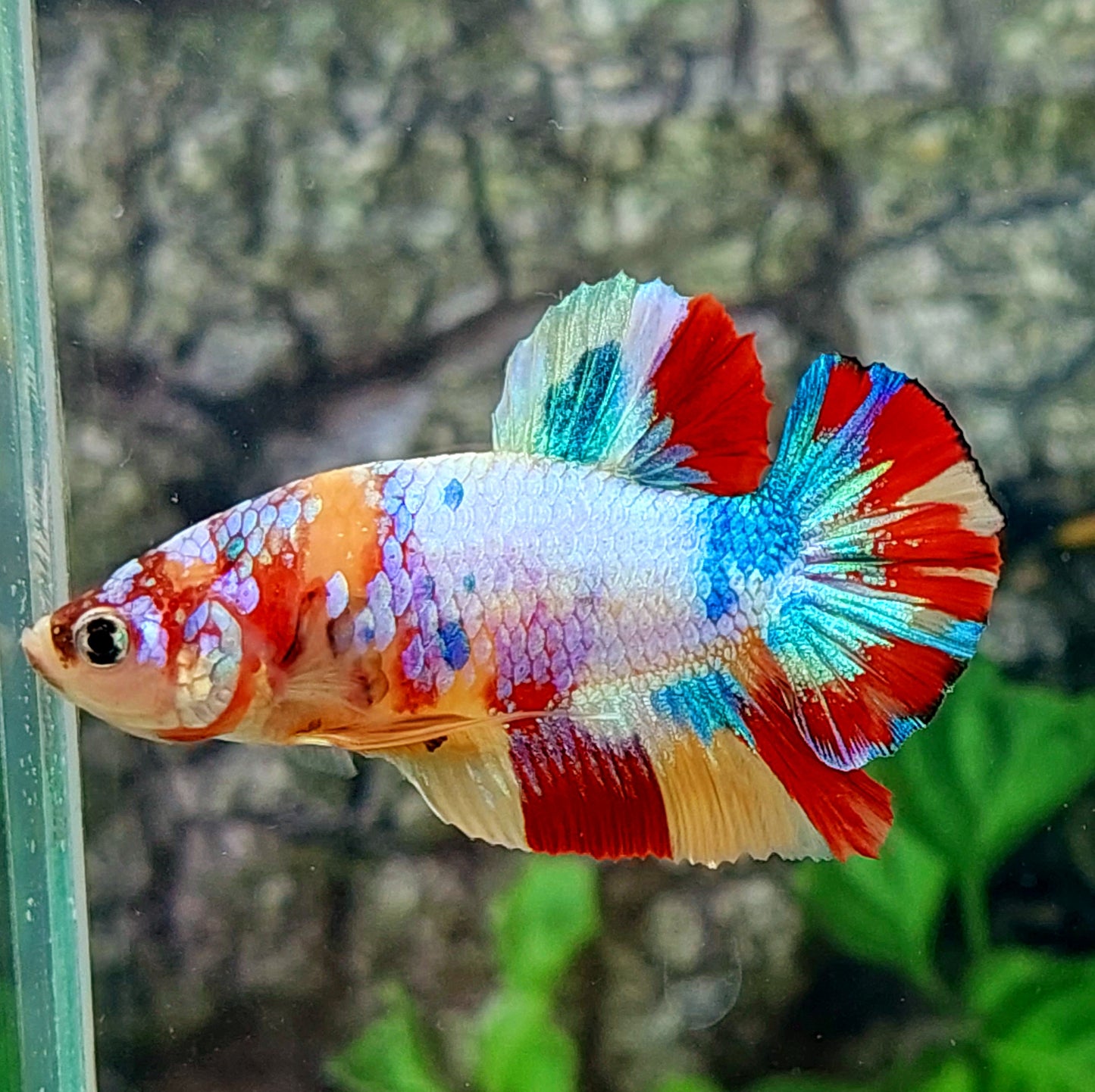 Amarillo Cobre Púrpura Galaxia OHMPK Macho