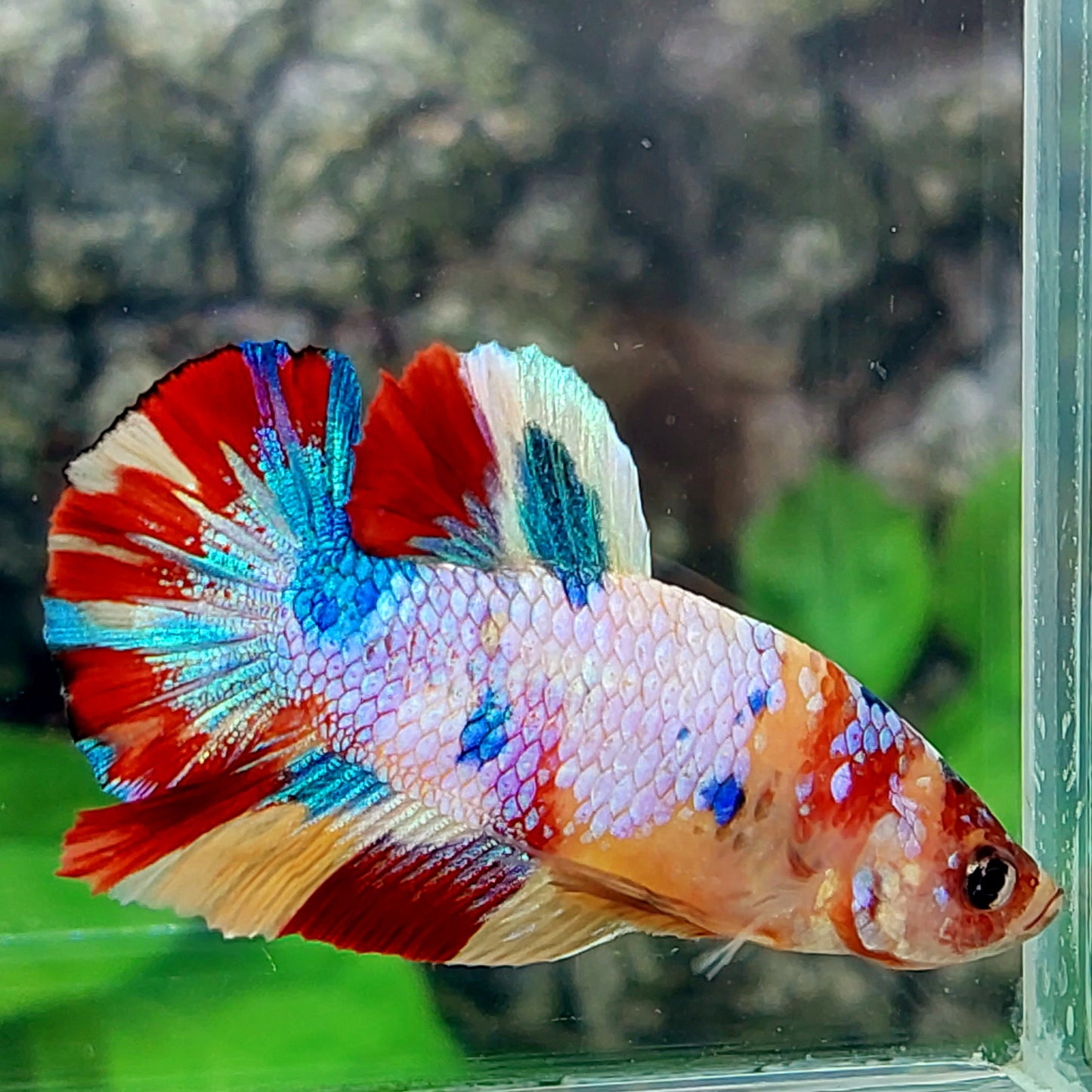 Amarillo Cobre Púrpura Galaxia OHMPK Macho