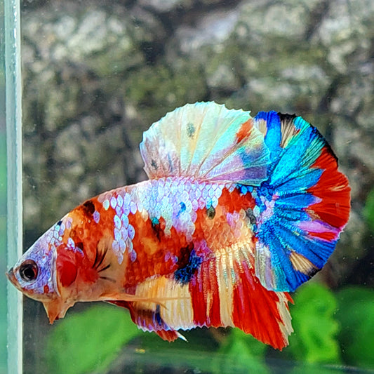 Multicolor Galaxy HMPK Male