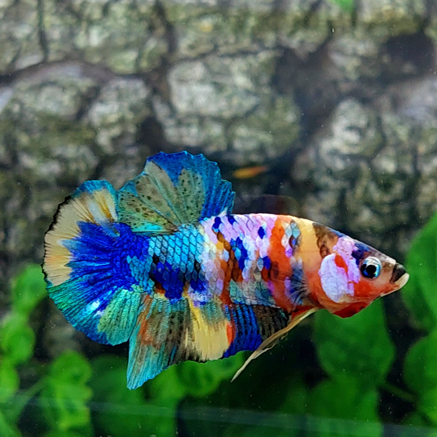 Multicolor Rainbow Galaxy HMPK Male