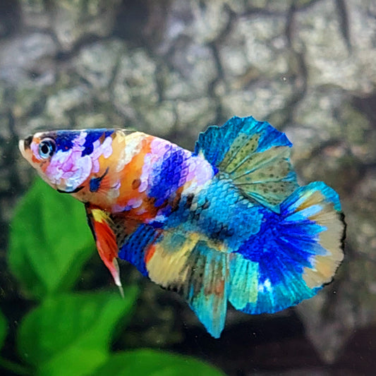 Multicolor Rainbow Galaxy HMPK Male