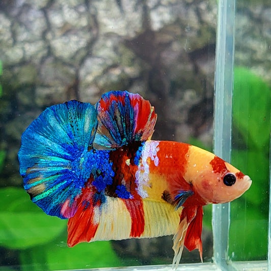 Yellowbase Nemo Multicolor Galaxy HMPK Male