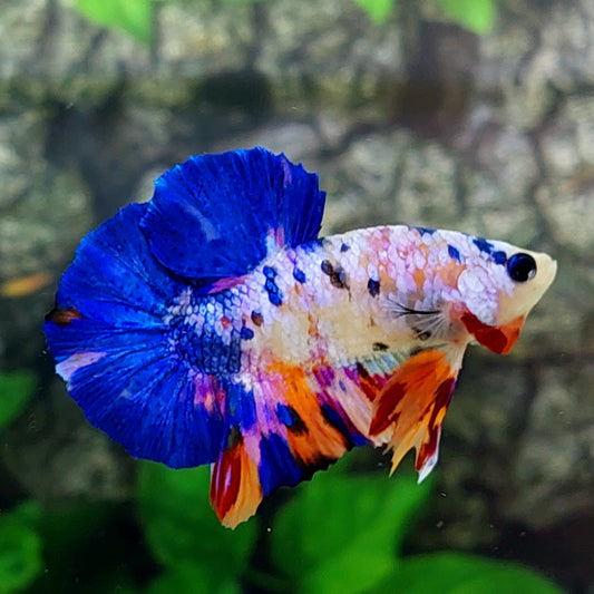 Multicolor Pink Galaxy HMPK Male
