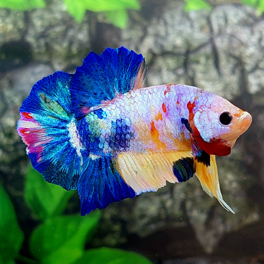 Multicolor Pink Candy HMPK Male
