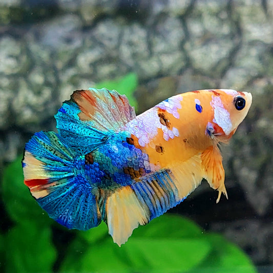 Multicolor Yellowbase Galaxy HMPK Male