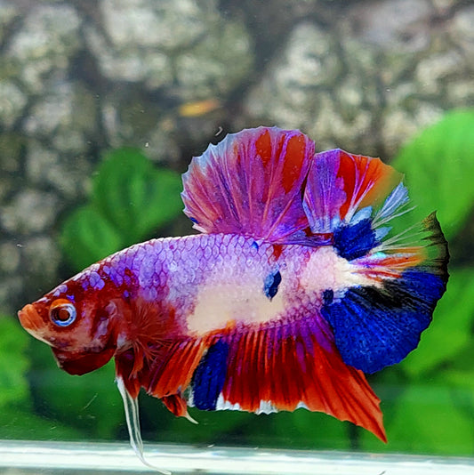 Multicolor Pink Purple Galaxy HMPK Male