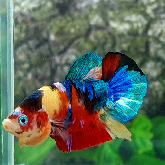Multicolor Yellowbase Galaxy HMPK Male