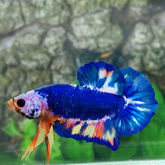 Multicolor Blue Monster HMPK Male