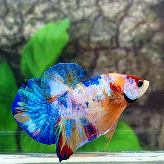 Multicolor Galaxy HMPK Male
