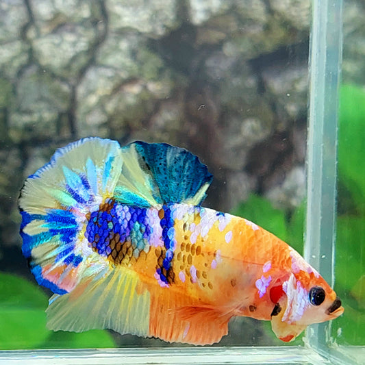 Multicolor Yellowbase Pink Galaxy HMPK Male