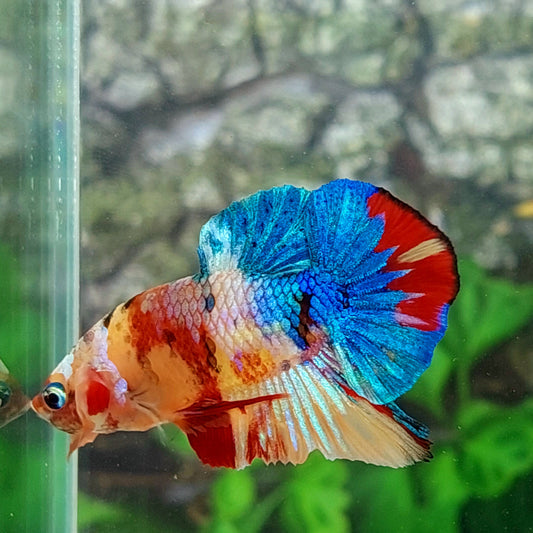 Multicolor Galaxy HMPK Male