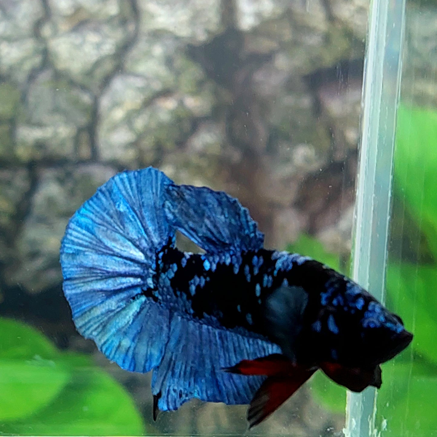 Black Grey Star Galaxy HMPK Male
