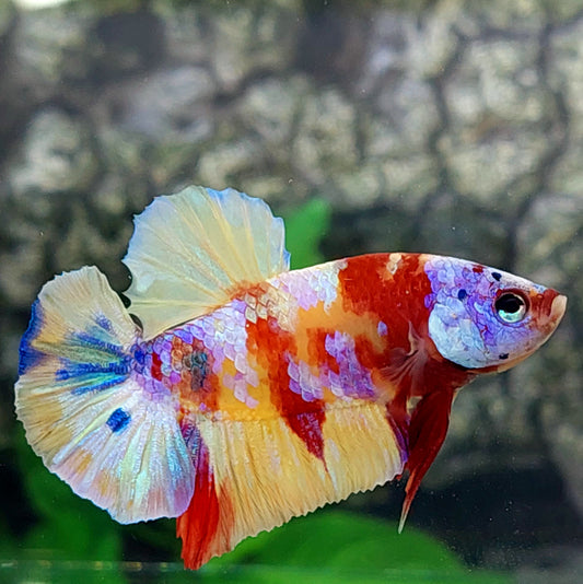 Multicolor Pink Gold Galaxy HMPK Male