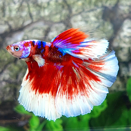 Multicolor Koi Galaxy Halfmoon Male