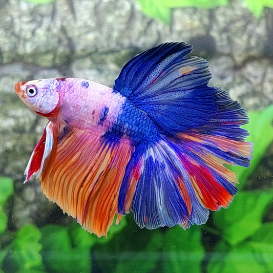 Multicolor Pink Candy Halfmoon Male