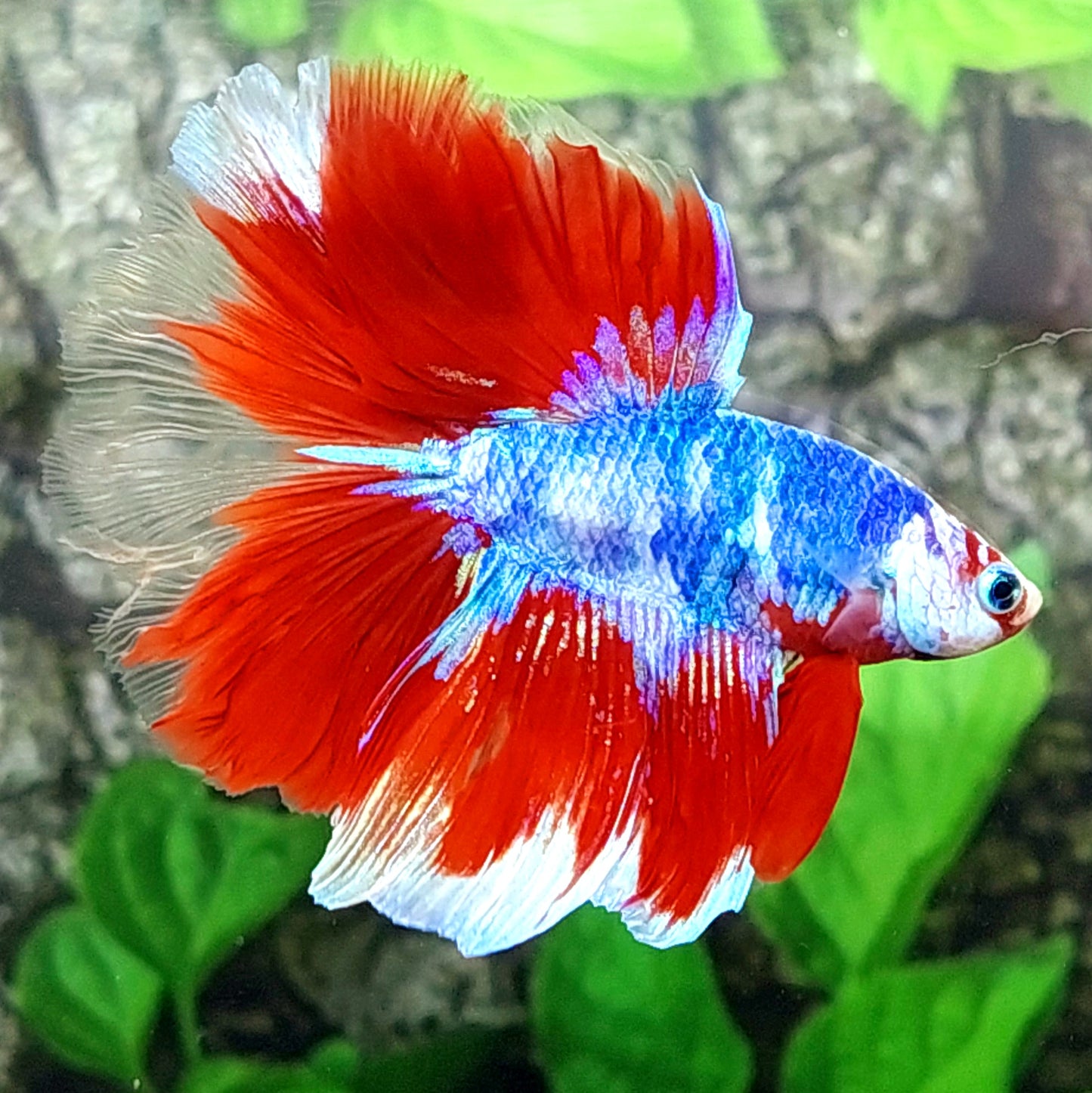 マルチカラー ギャラクシー ハーフムーン 男性