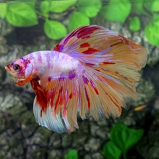 Multicolor Purple Pink Candy Halfmoon Male