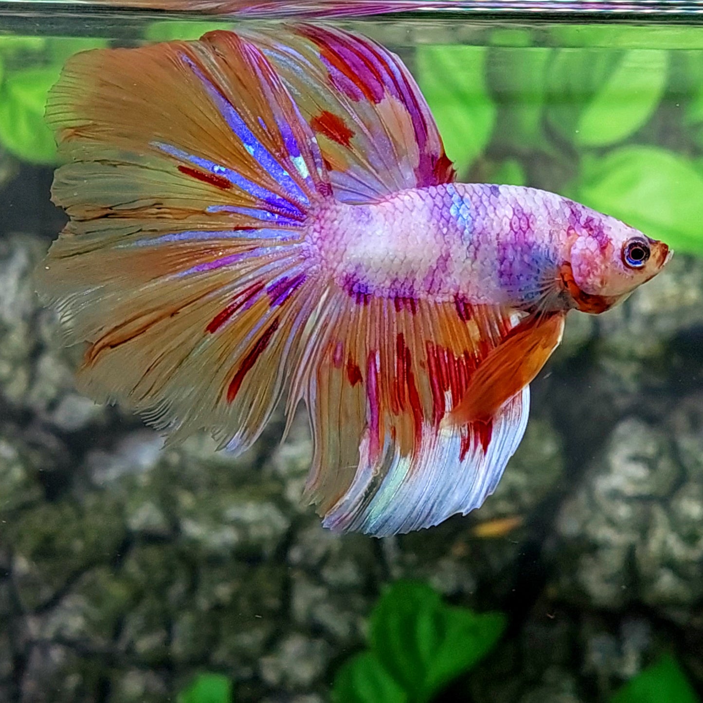 Multicolor Purple Pink Candy Halfmoon Male