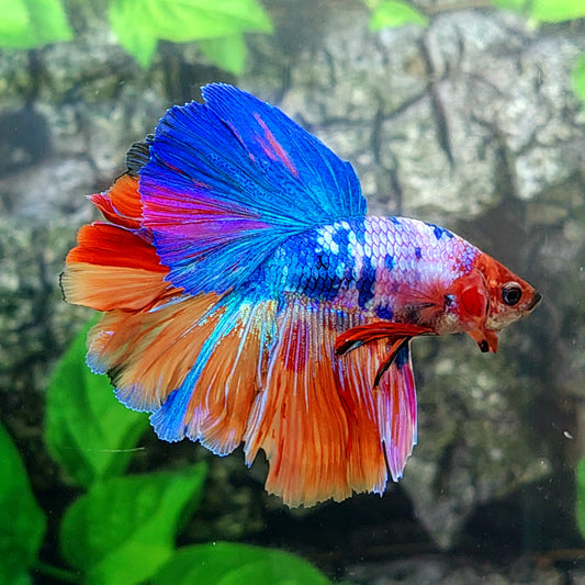 Multicolor Rosetail Candy Halfmoon Male