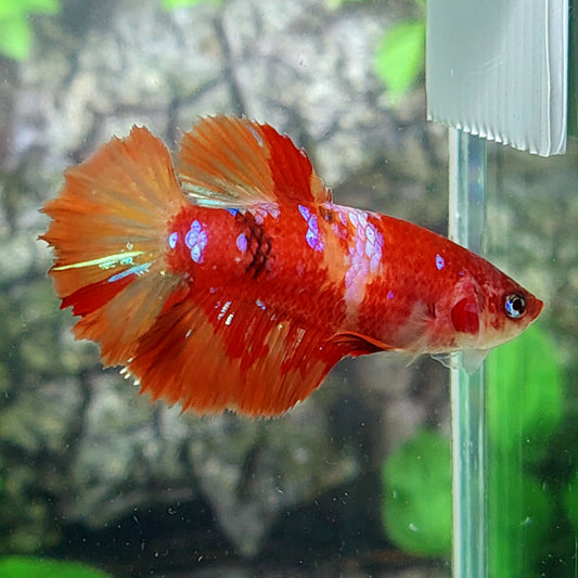 Nemo Candy Galaxy Halfmoon Female For Sorority Tank/Breed