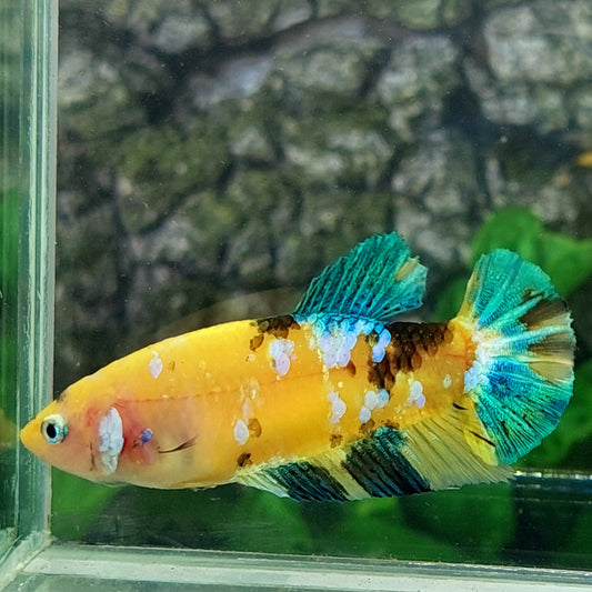 Yellow Koi Galaxy HMPK Female For Sorority Tank/Breed
