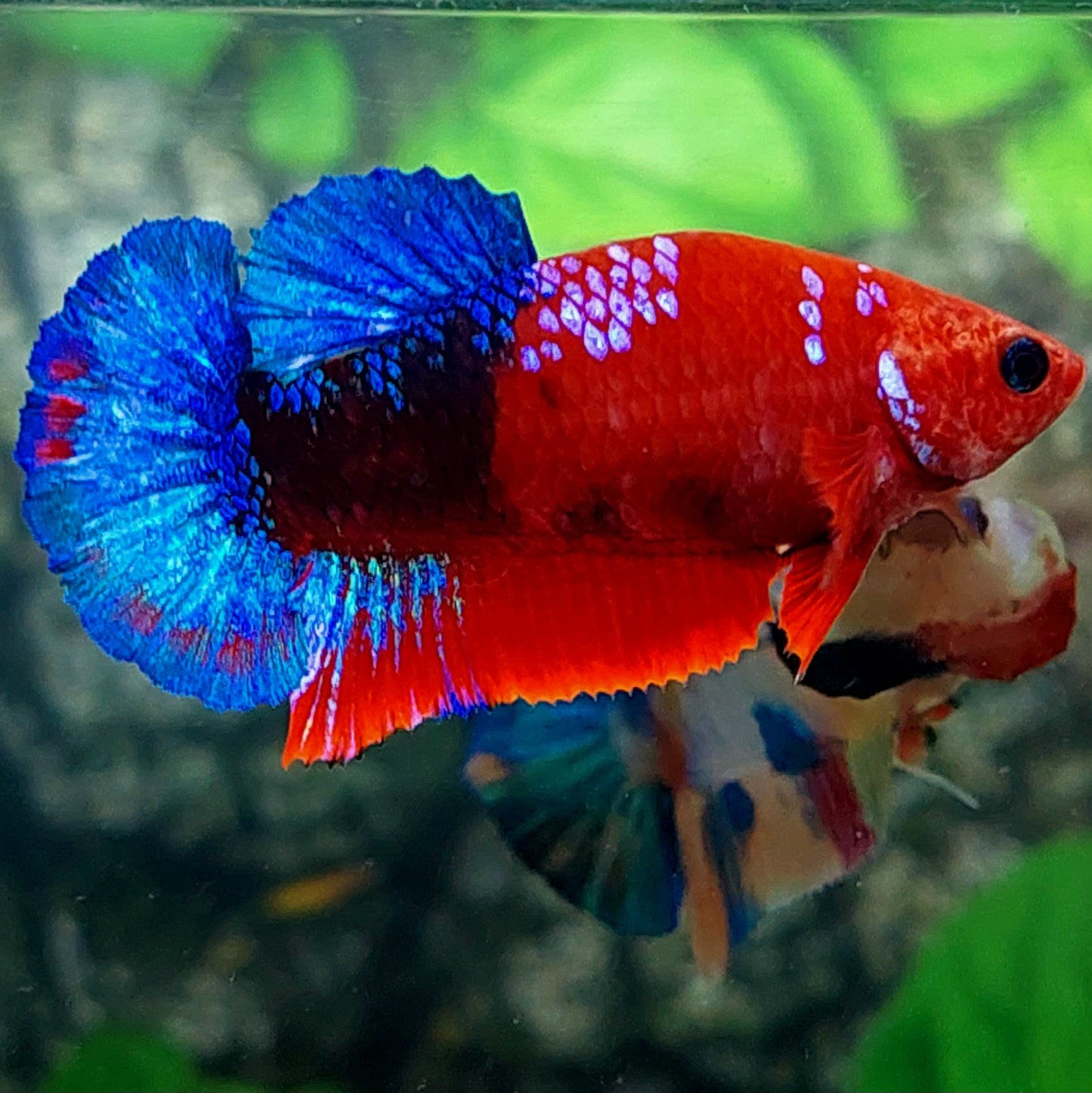 Amarillo cobre púrpura Koi Galaxy HMPK hembra para hermandad de mujeres tanque/raza