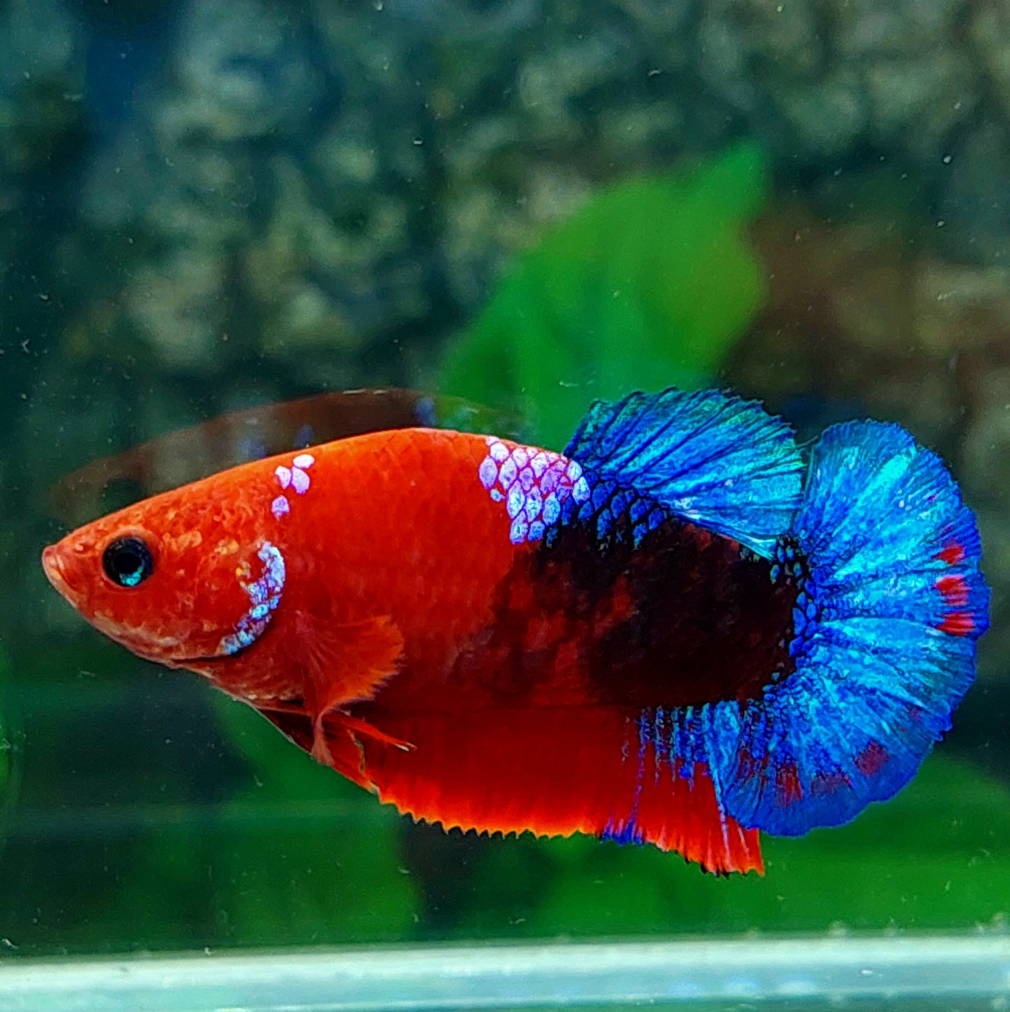 Amarillo cobre púrpura Koi Galaxy HMPK hembra para hermandad de mujeres tanque/raza
