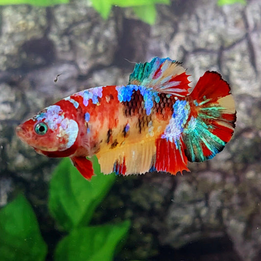 Multicolor Galaxy HMPK Female For Sorority Tank/Breed
