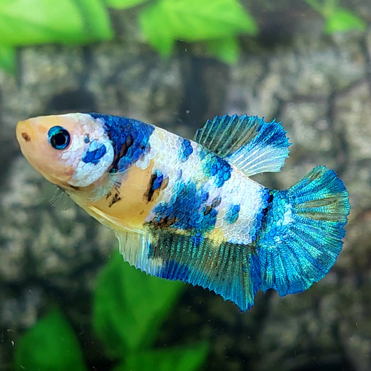 Yellow Koi Galaxy HMPK Female For Sorority Tank/Breed