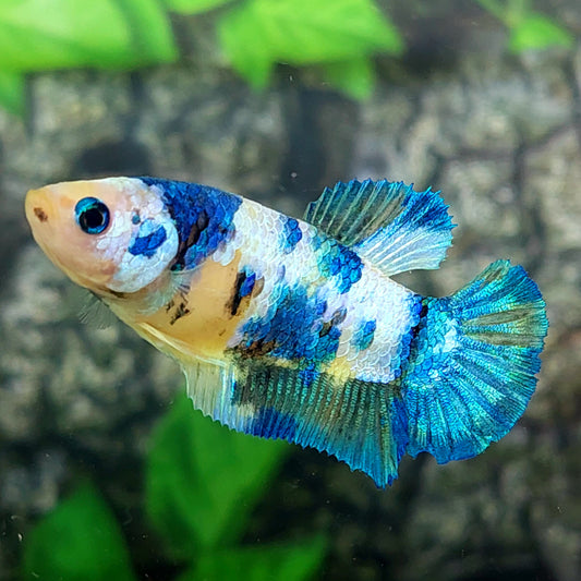 Yellow Koi Galaxy HMPK Female For Sorority Tank/Breed