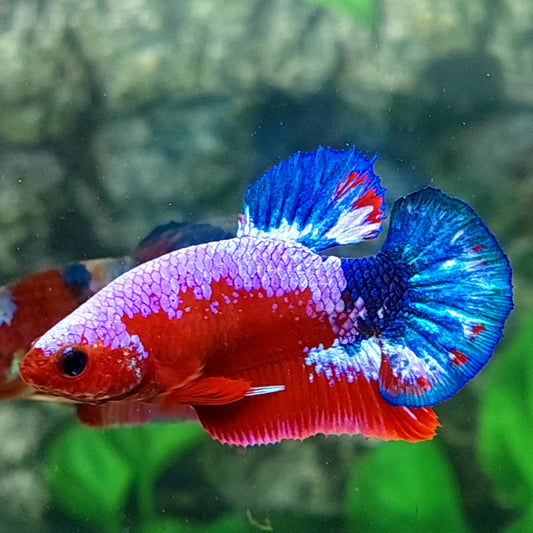Hellboy Pink Samurai HMPK Female For Sorority Tank/Breed