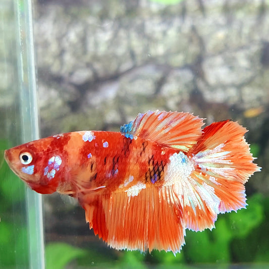 Multicolor Nemo Galaxy Halfmoon Female For Sorority Tank/Breed